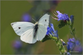 <p>BĚLÁSEK ŘEPOVÝ (Pieris rapae) ---- /Small white - Kleiner Kohlweißling/</p>